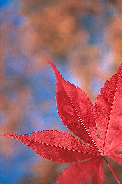 Herbst