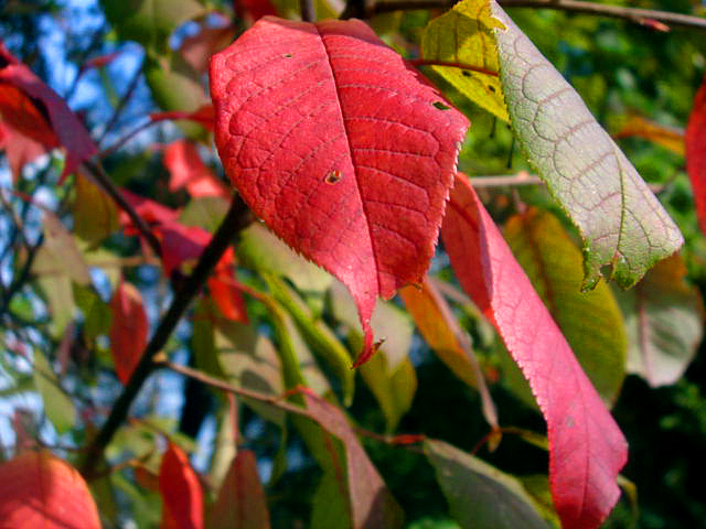 ...Herbst...