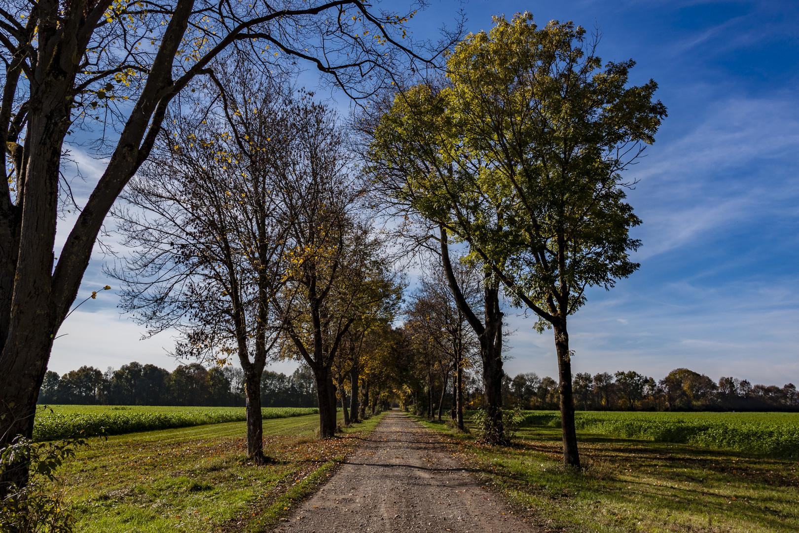 Herbst