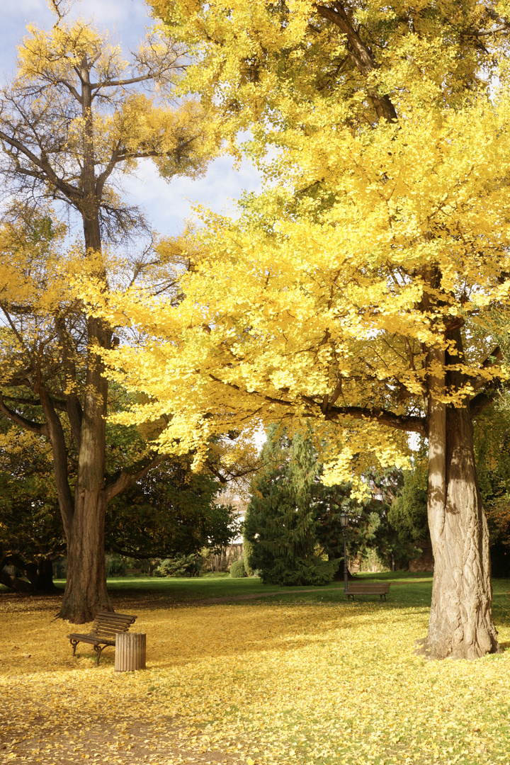 Herbst