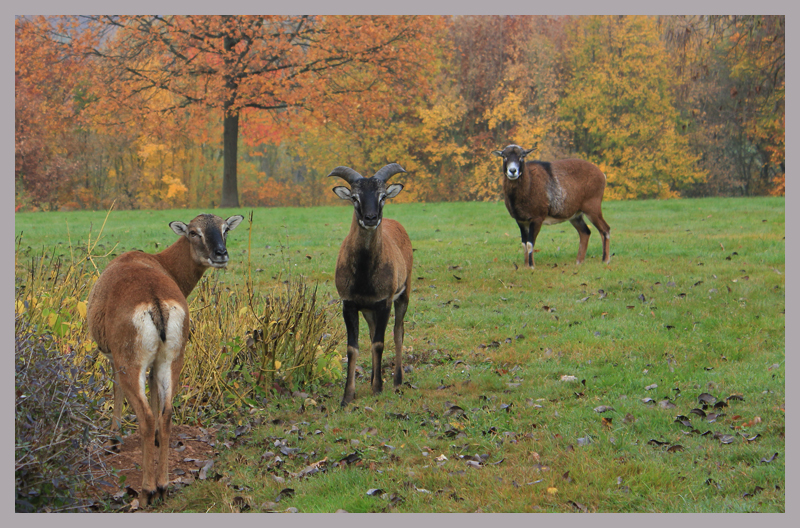 - herbst -