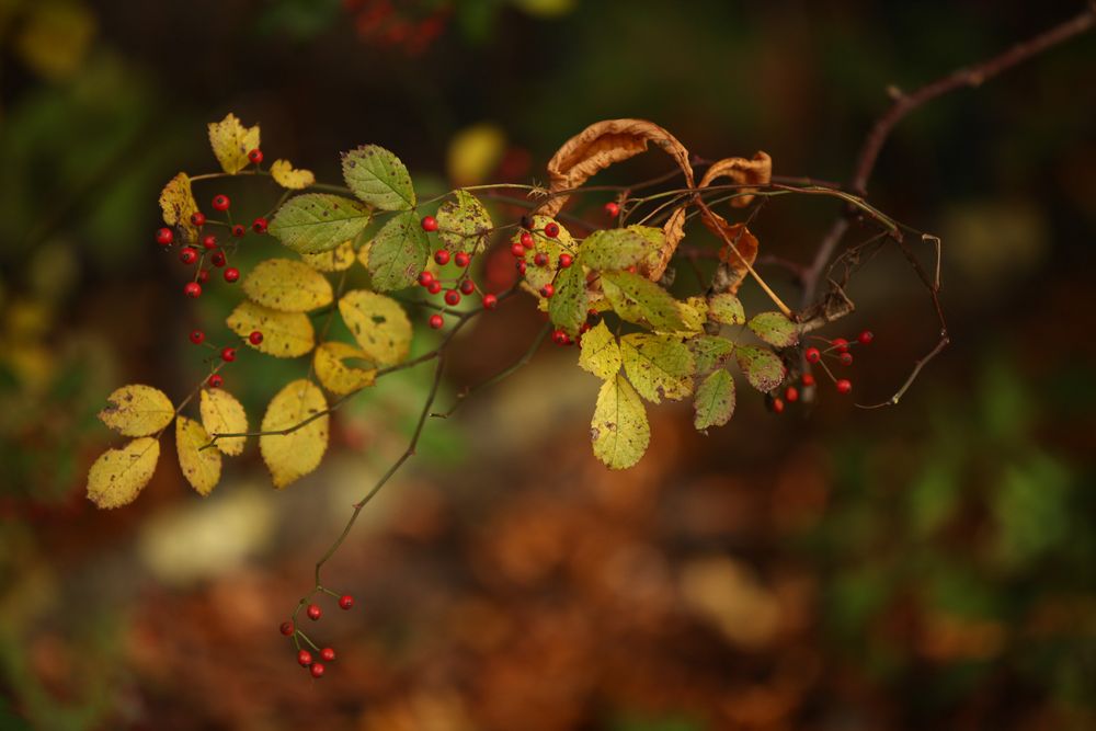 Herbst