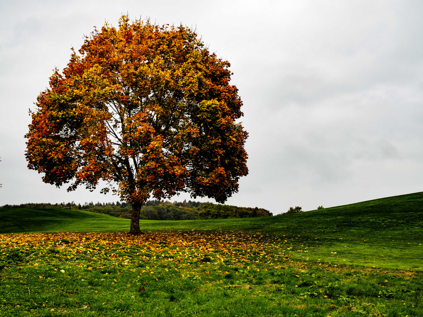 herbst