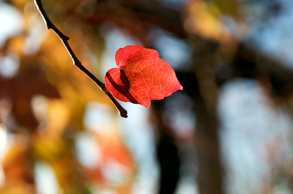 Herbst