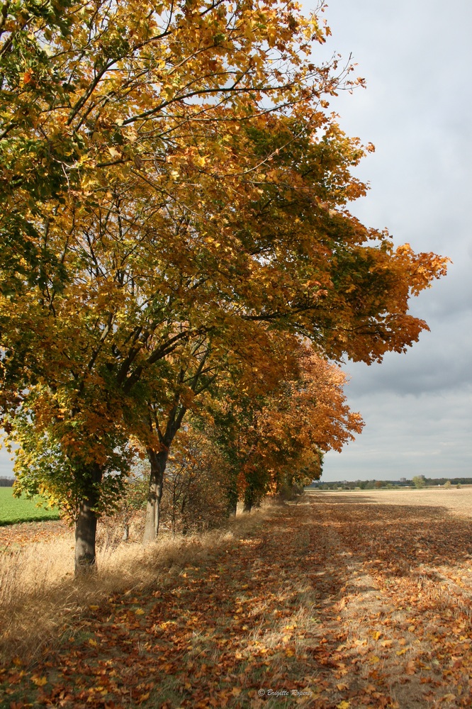 Herbst