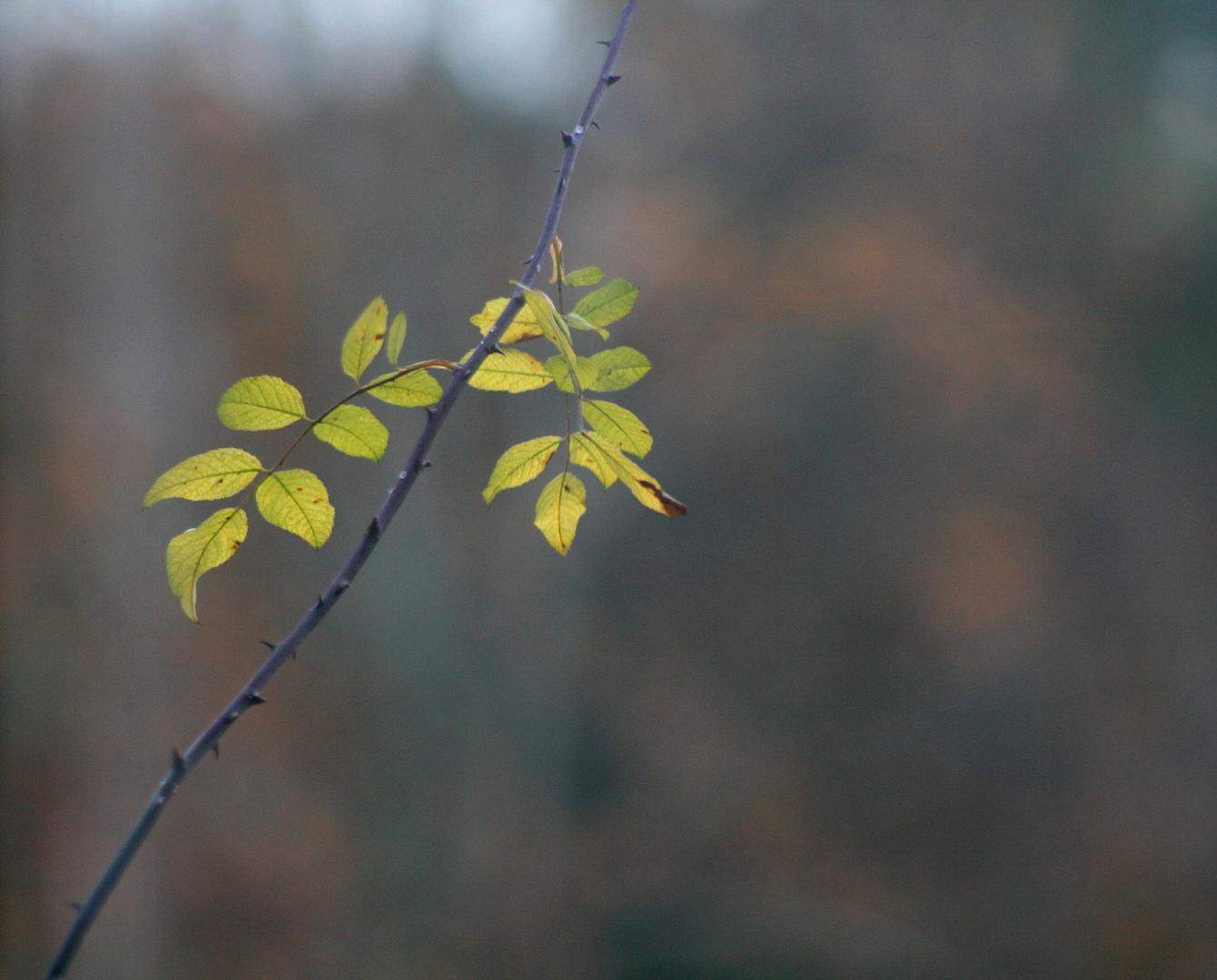 Herbst