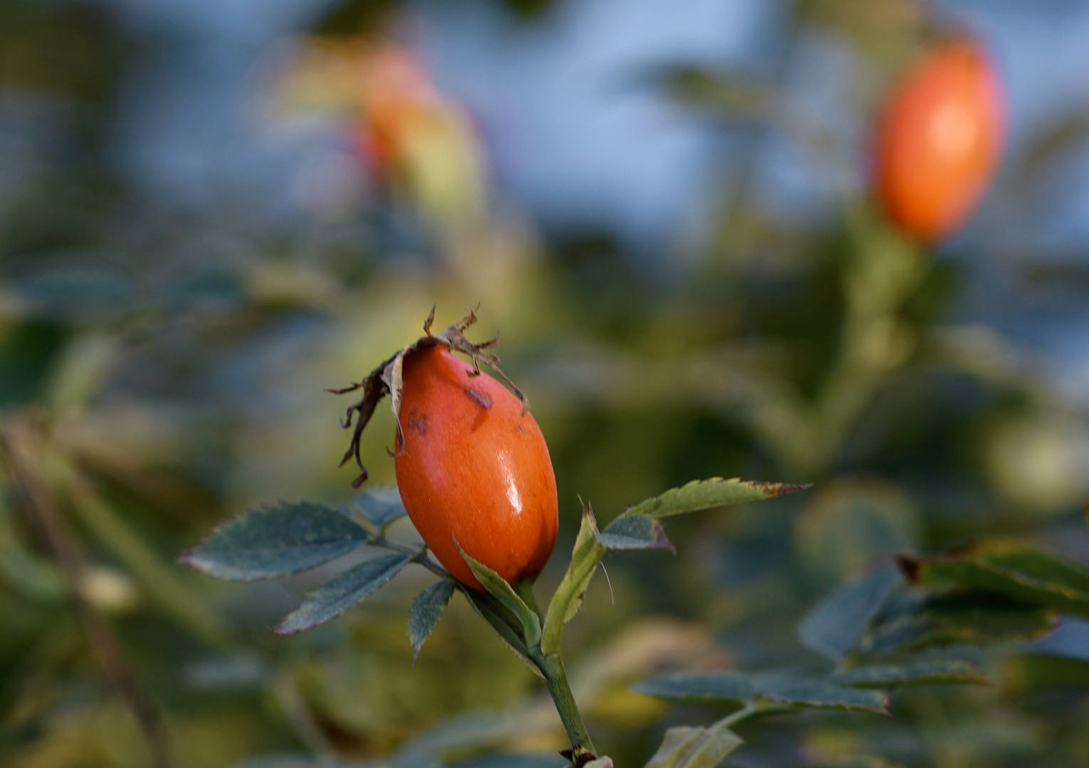 Herbst