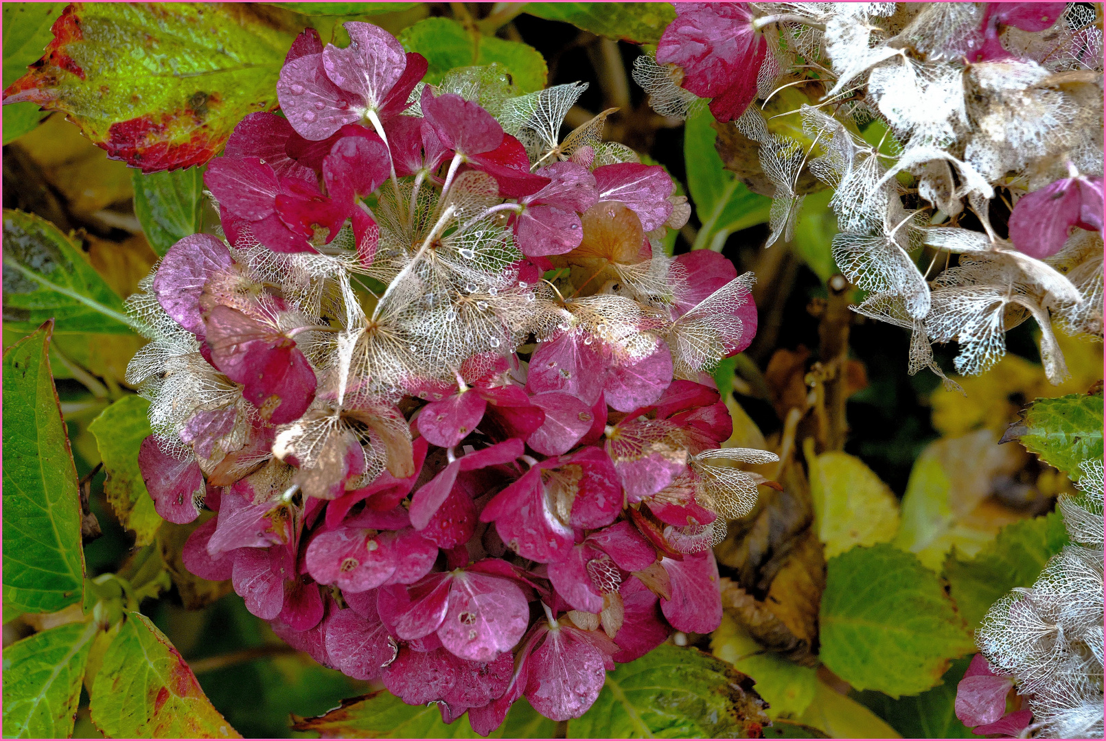 Herbst - Charme