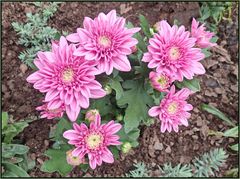 Herbst-Chrysantheme