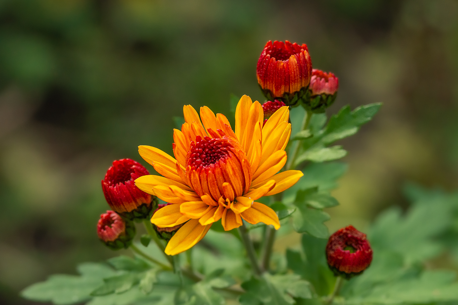 Herbst-Chrysanthemen. 