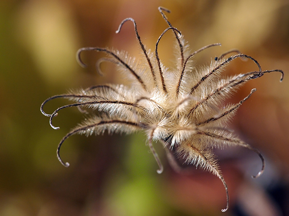 Herbst-Clematis