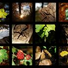 Herbst-collage