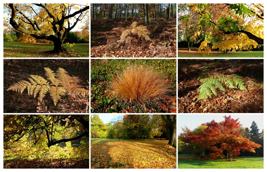 Herbst-Collage 2012 - 1