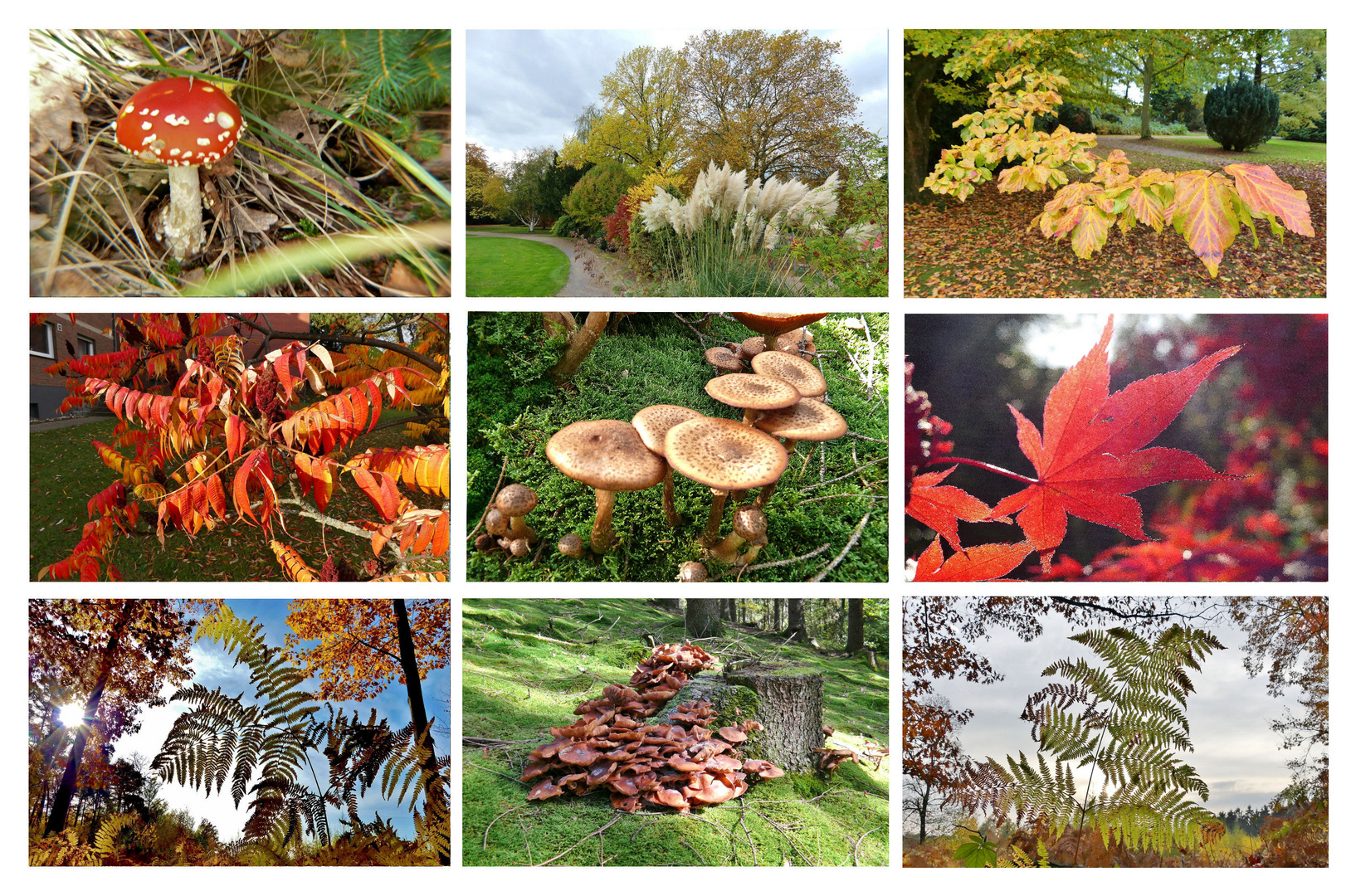 Herbst-Collage 