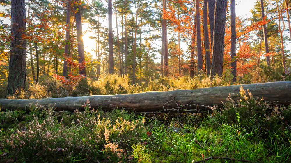 Herbst