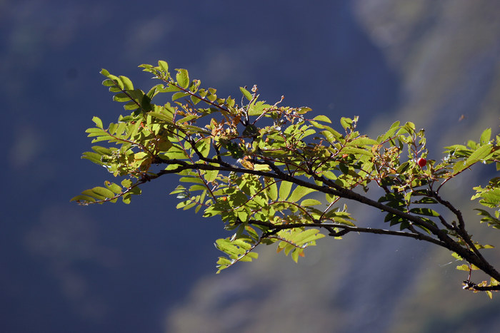 Herbst