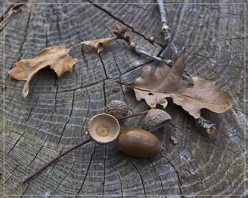 Herbst