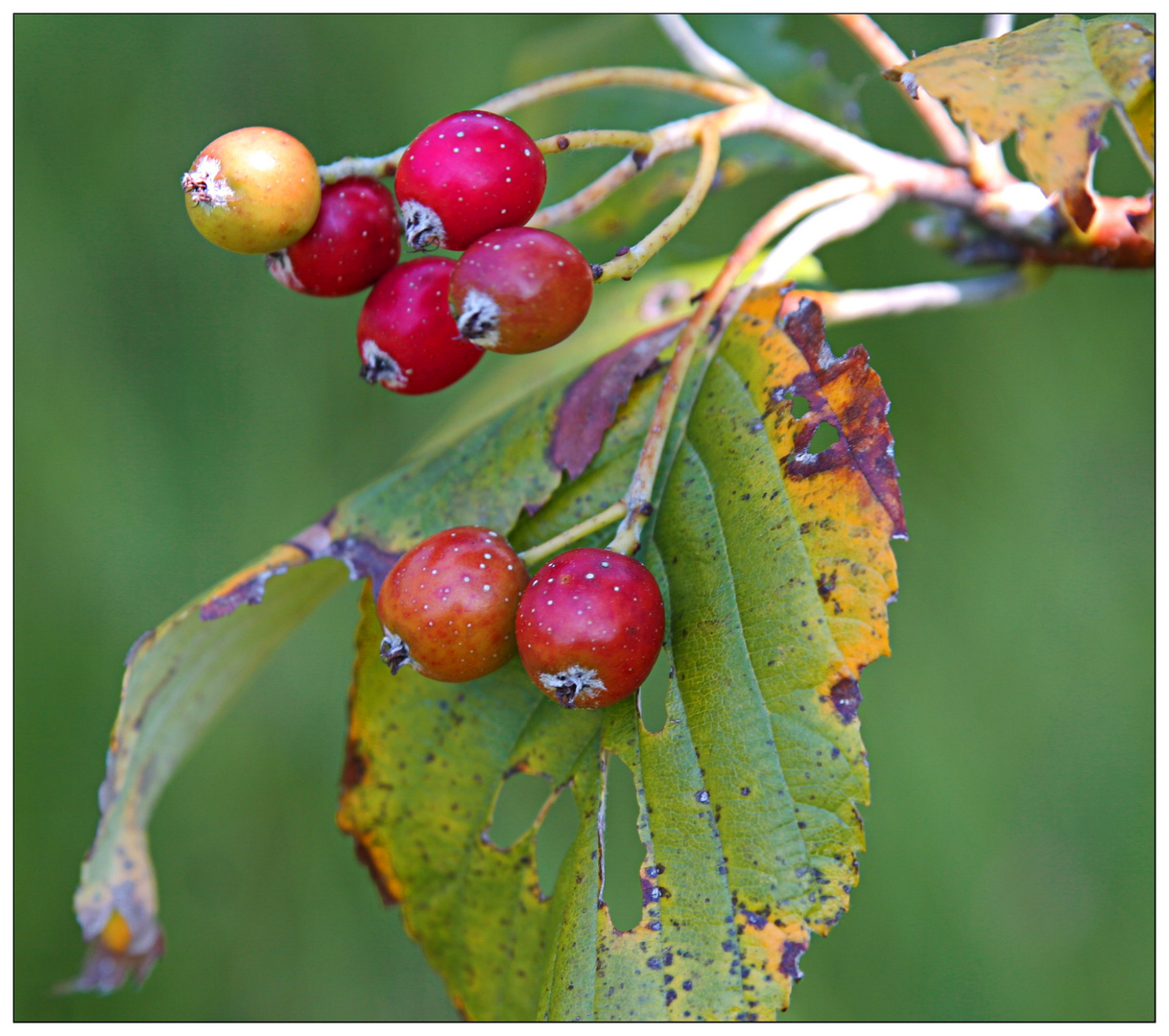 Herbst