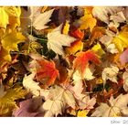 Herbst .......................