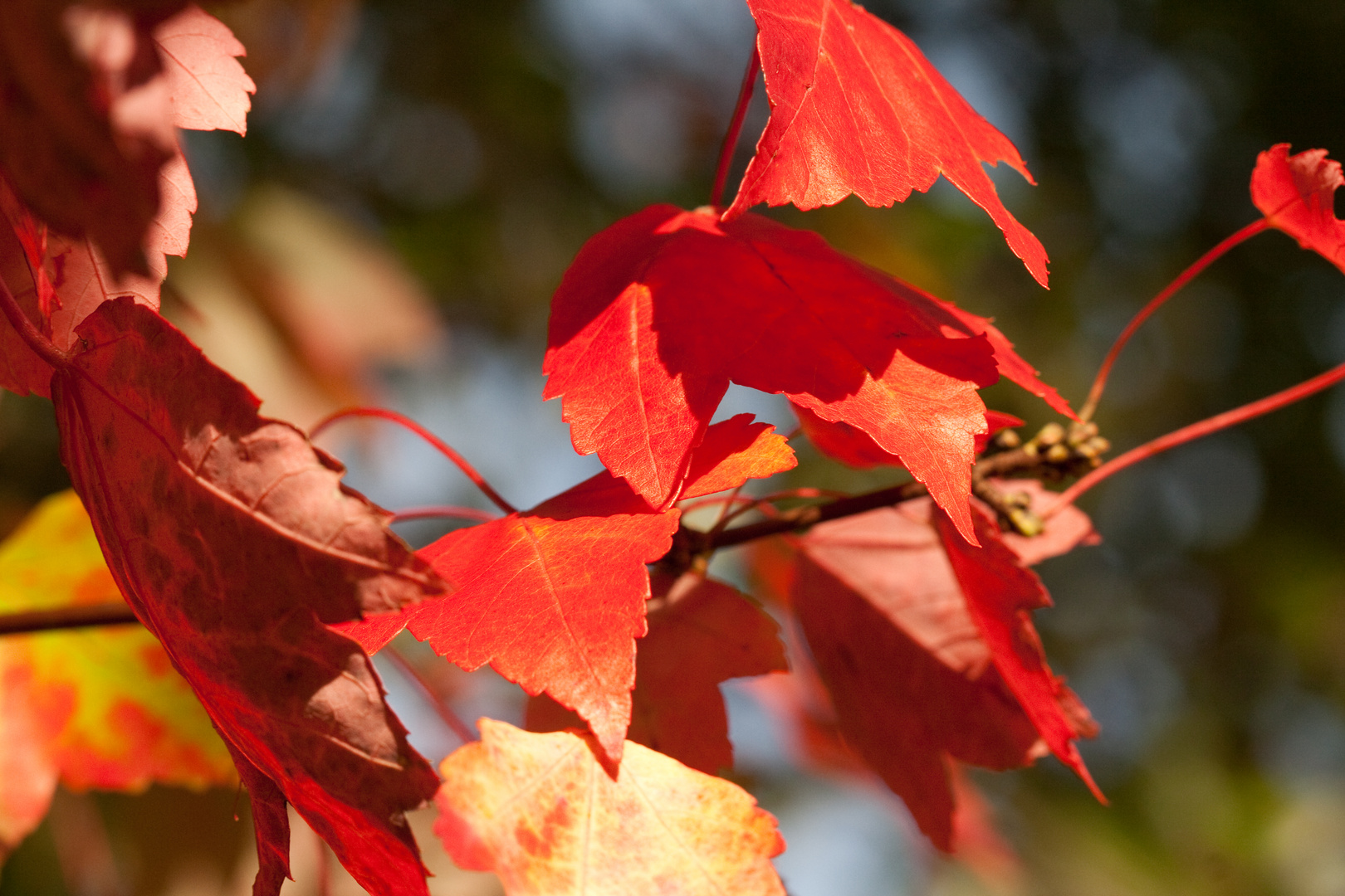 Herbst