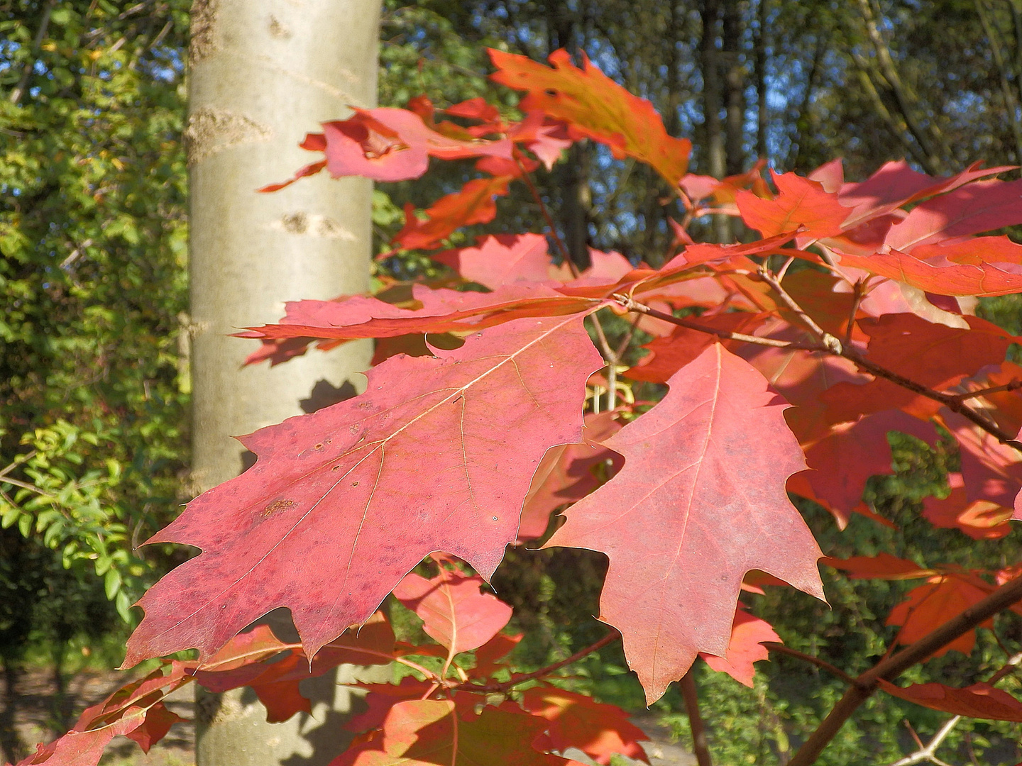 Herbst