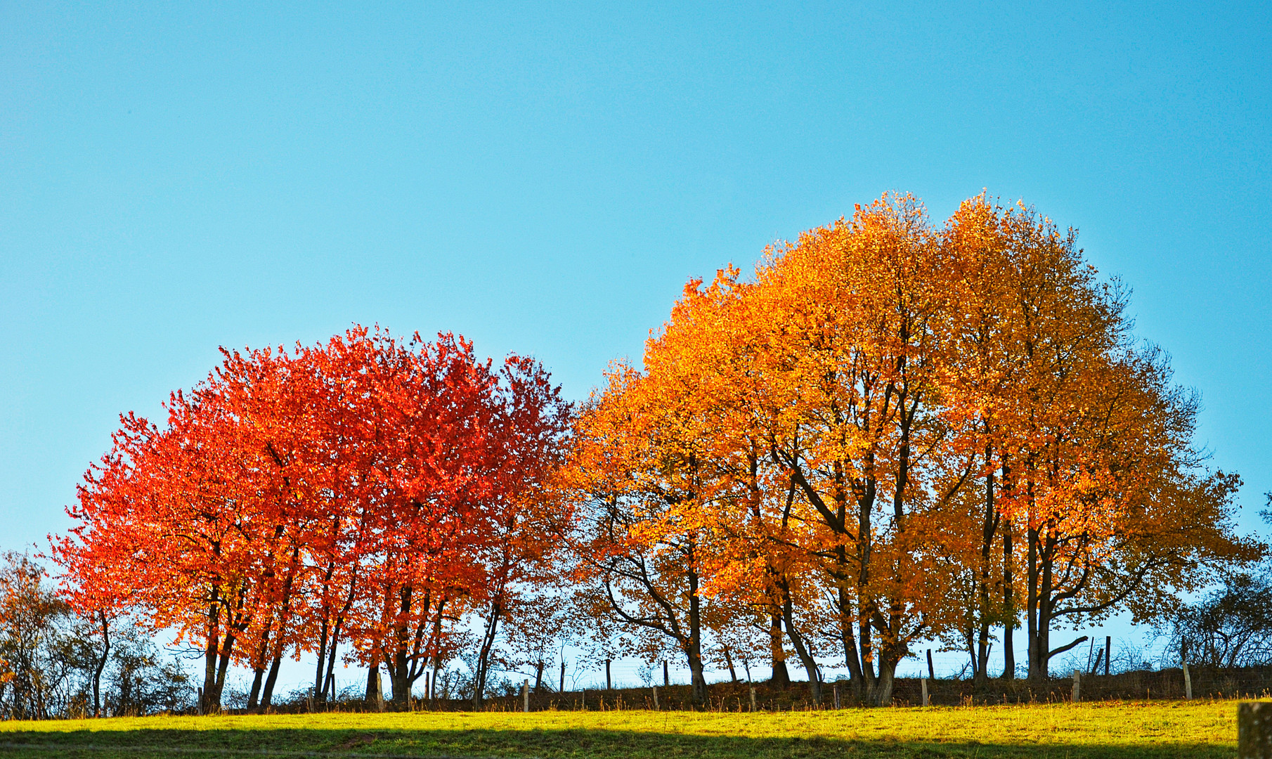 Herbst