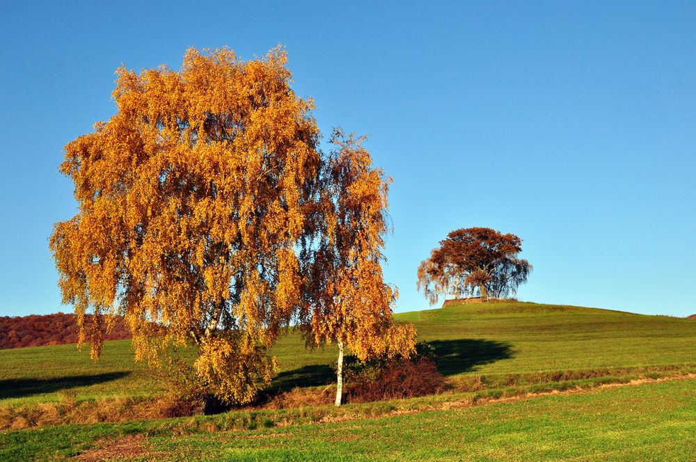 Herbst von Tauschi 