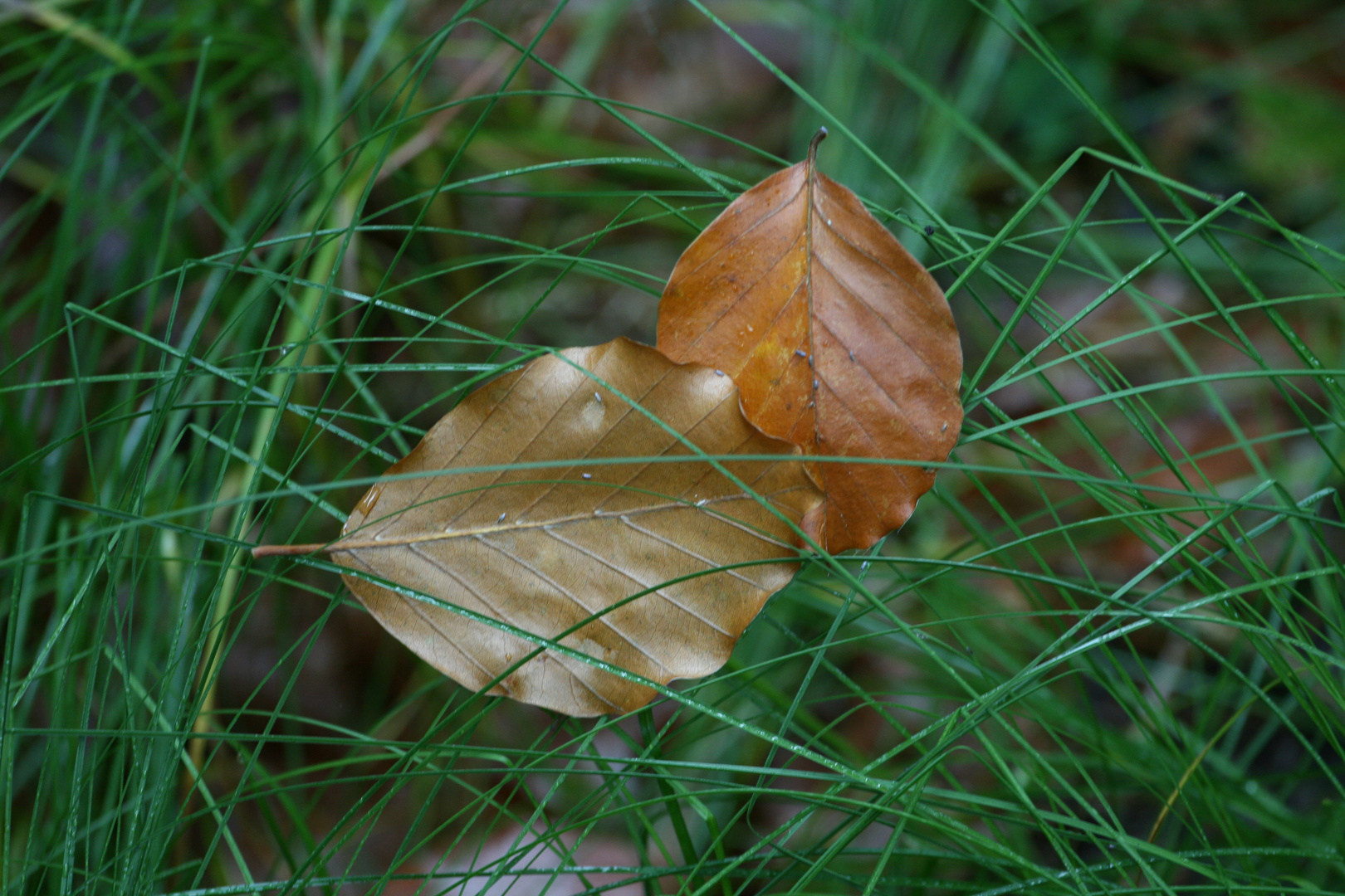 Herbst