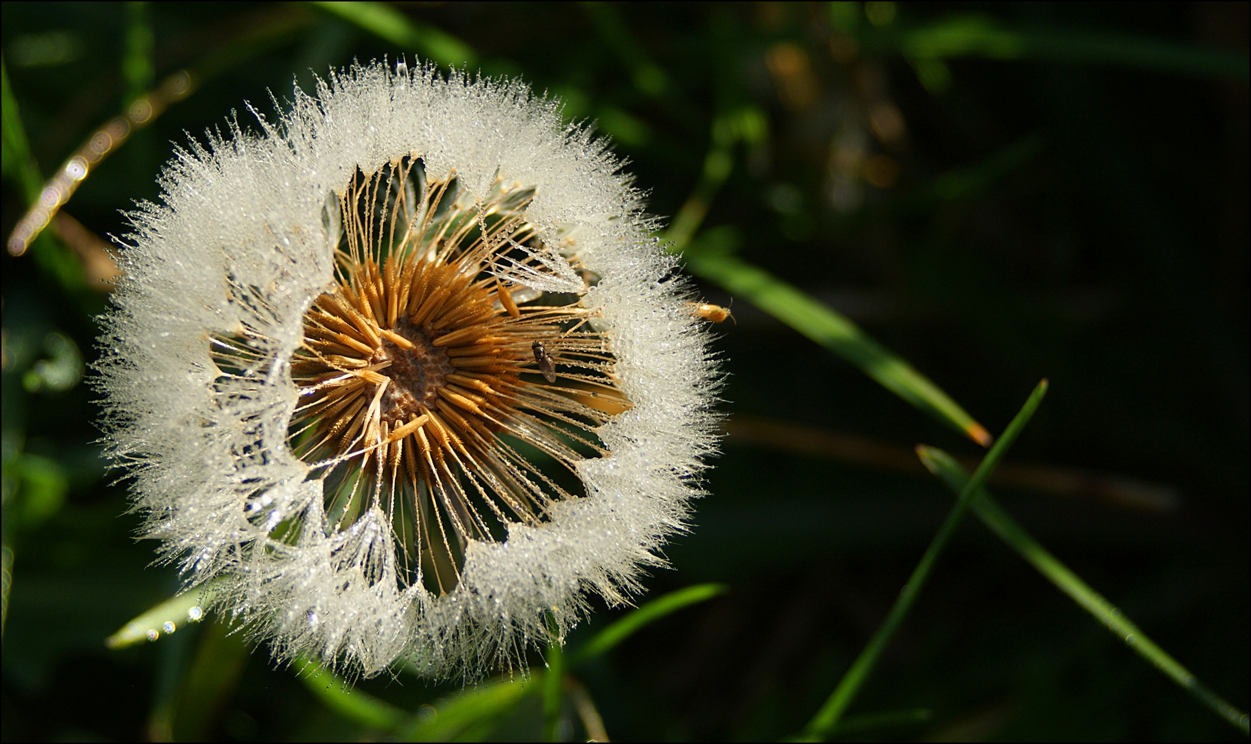 Herbst