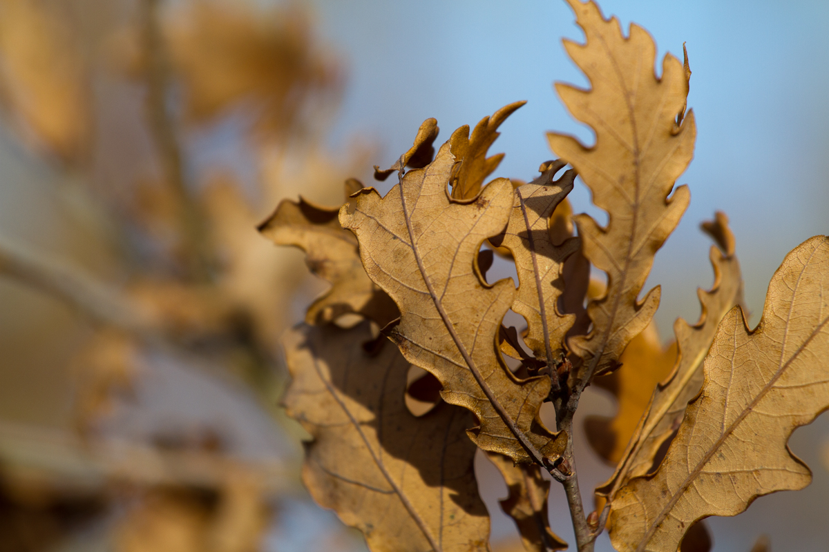 Herbst