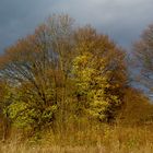 Herbst