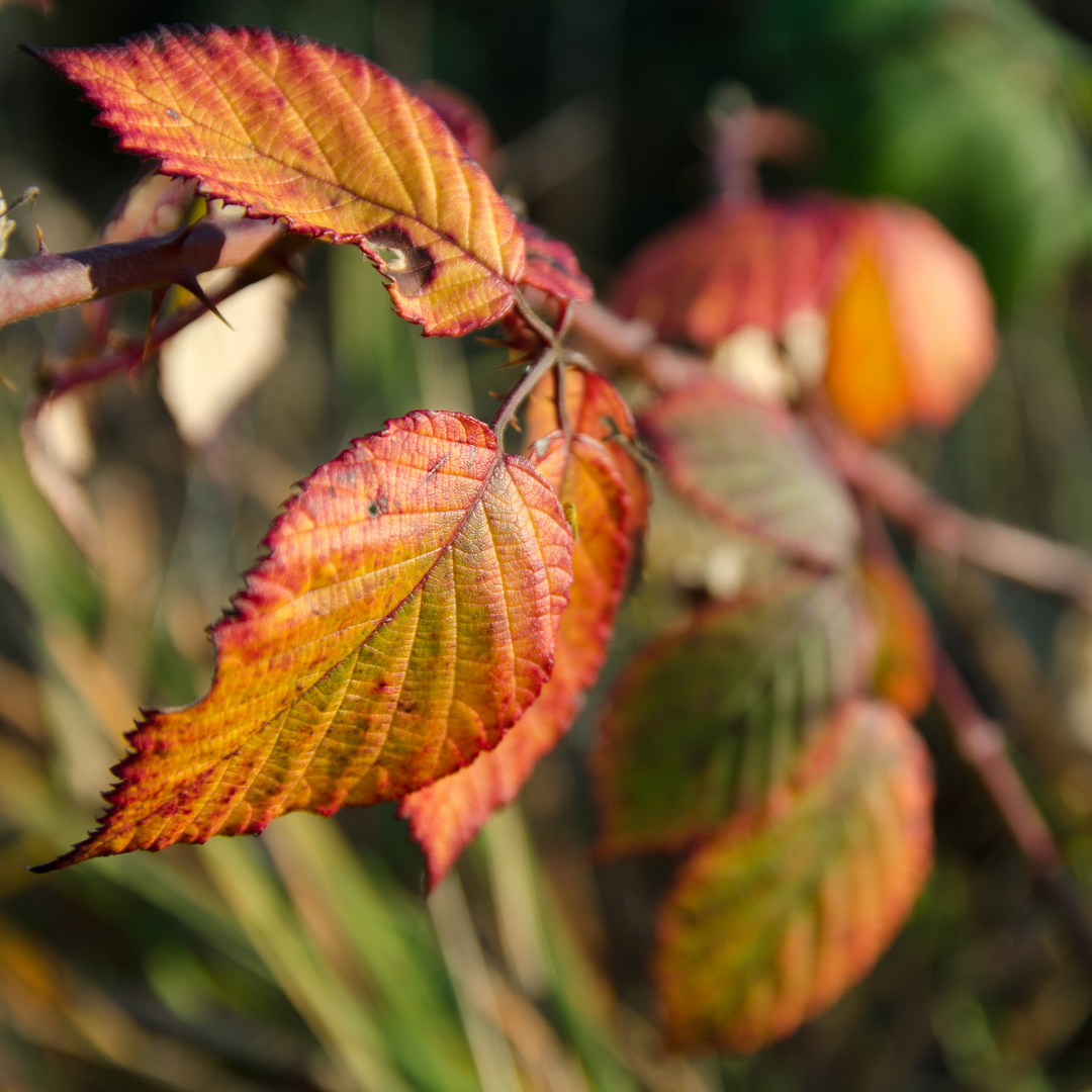 Herbst