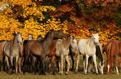 Herbst