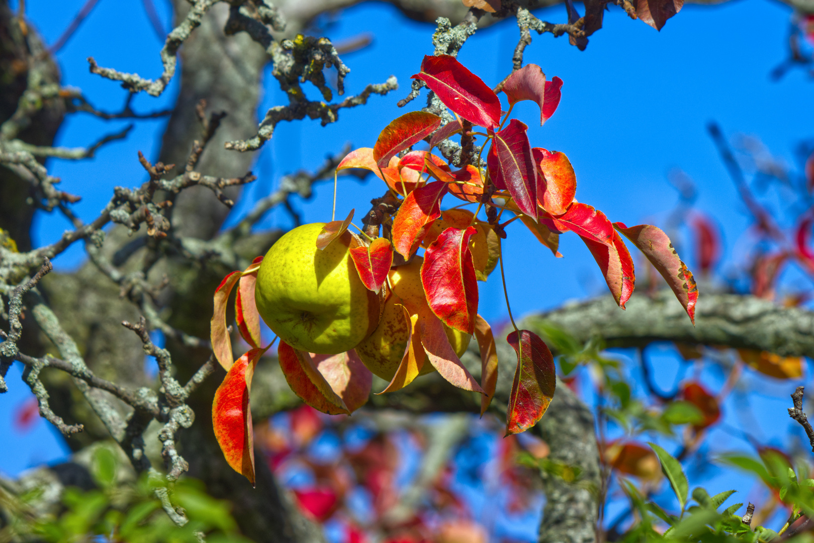 Herbst