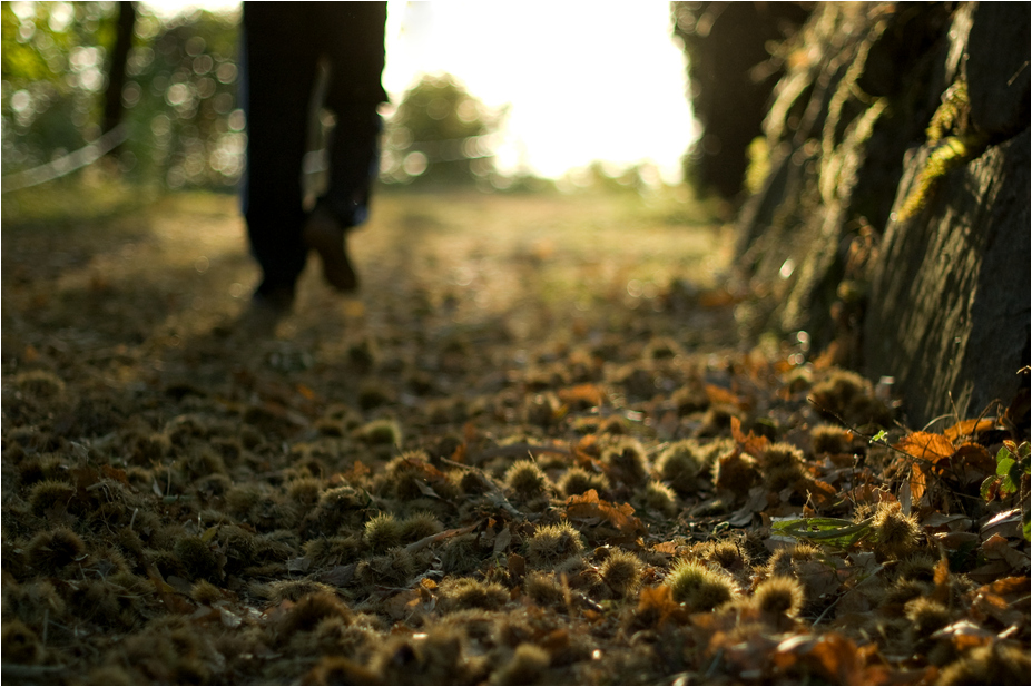 Herbst