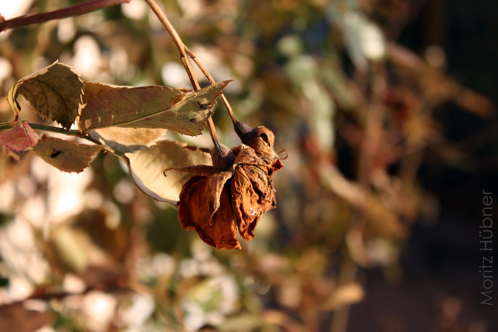 Herbst