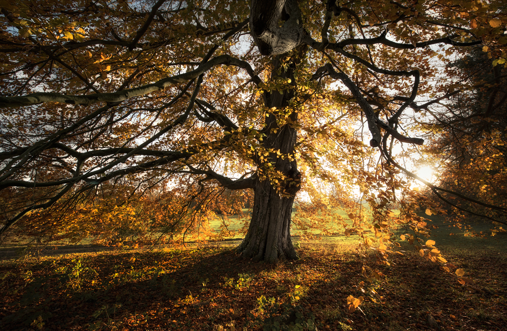 Herbst