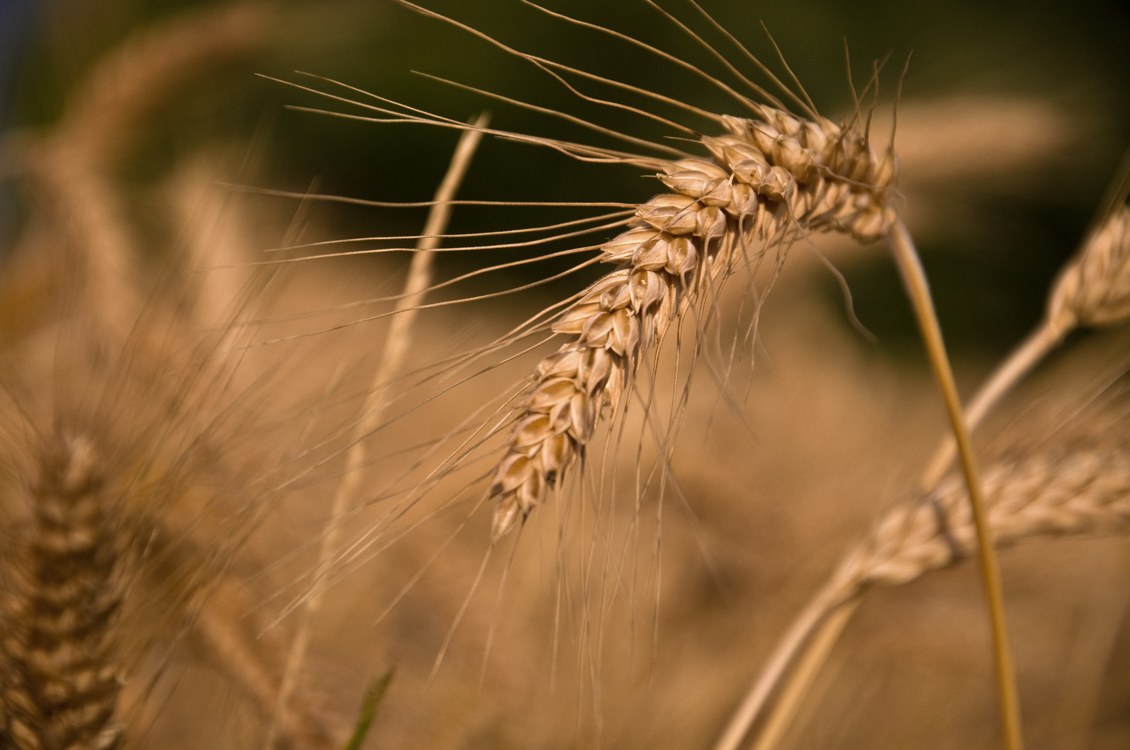 Herbst