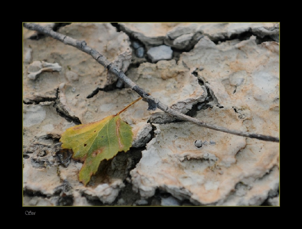 herbst