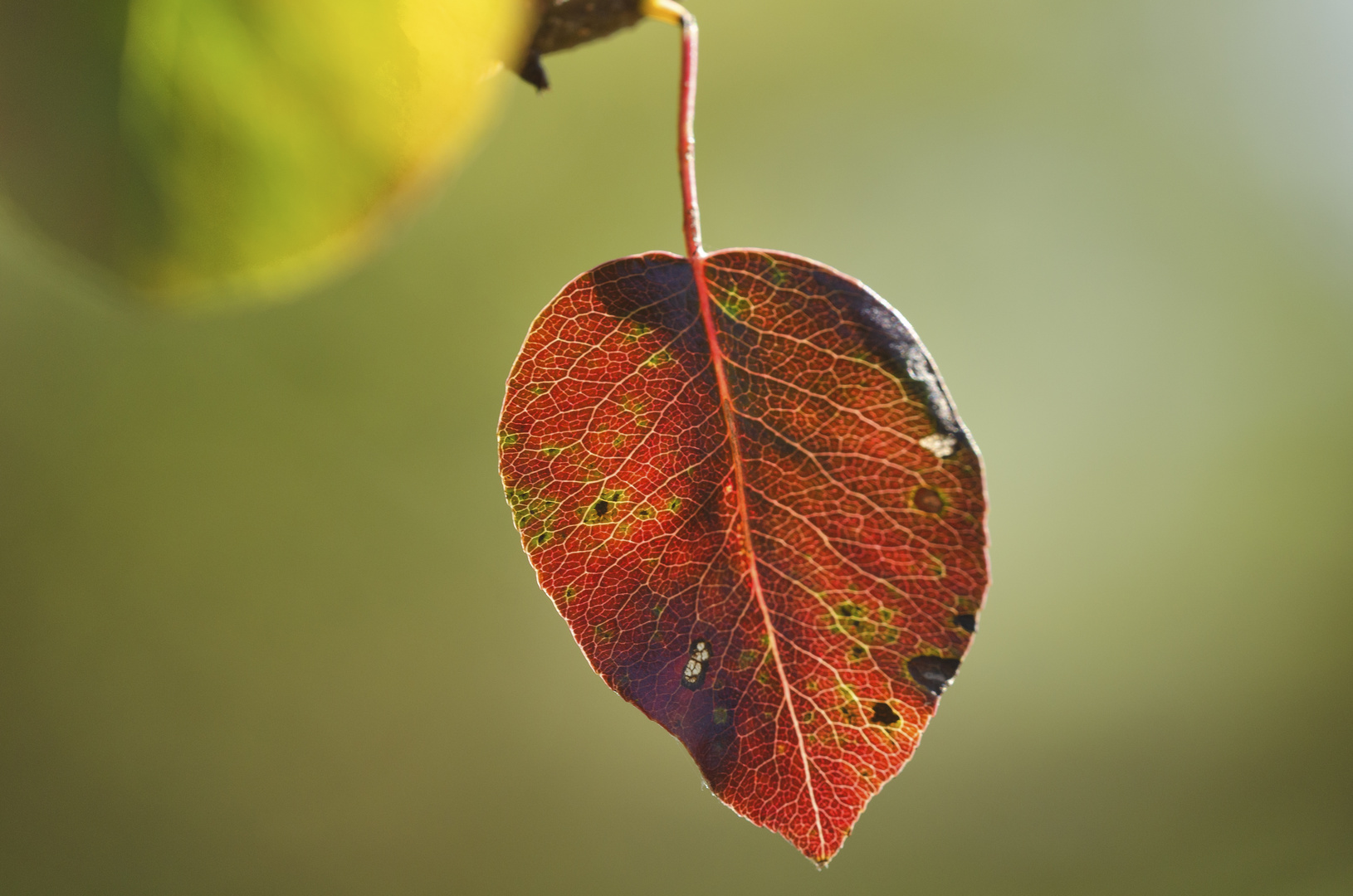 Herbst