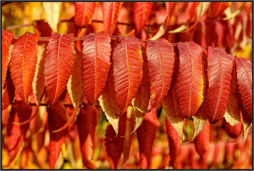 HERBST