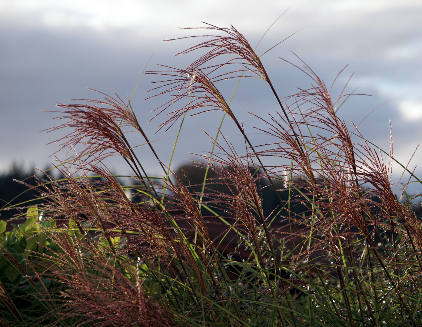 Herbst