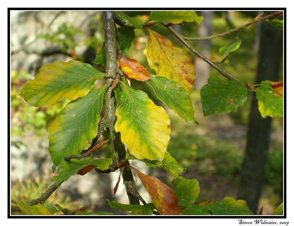 Herbst