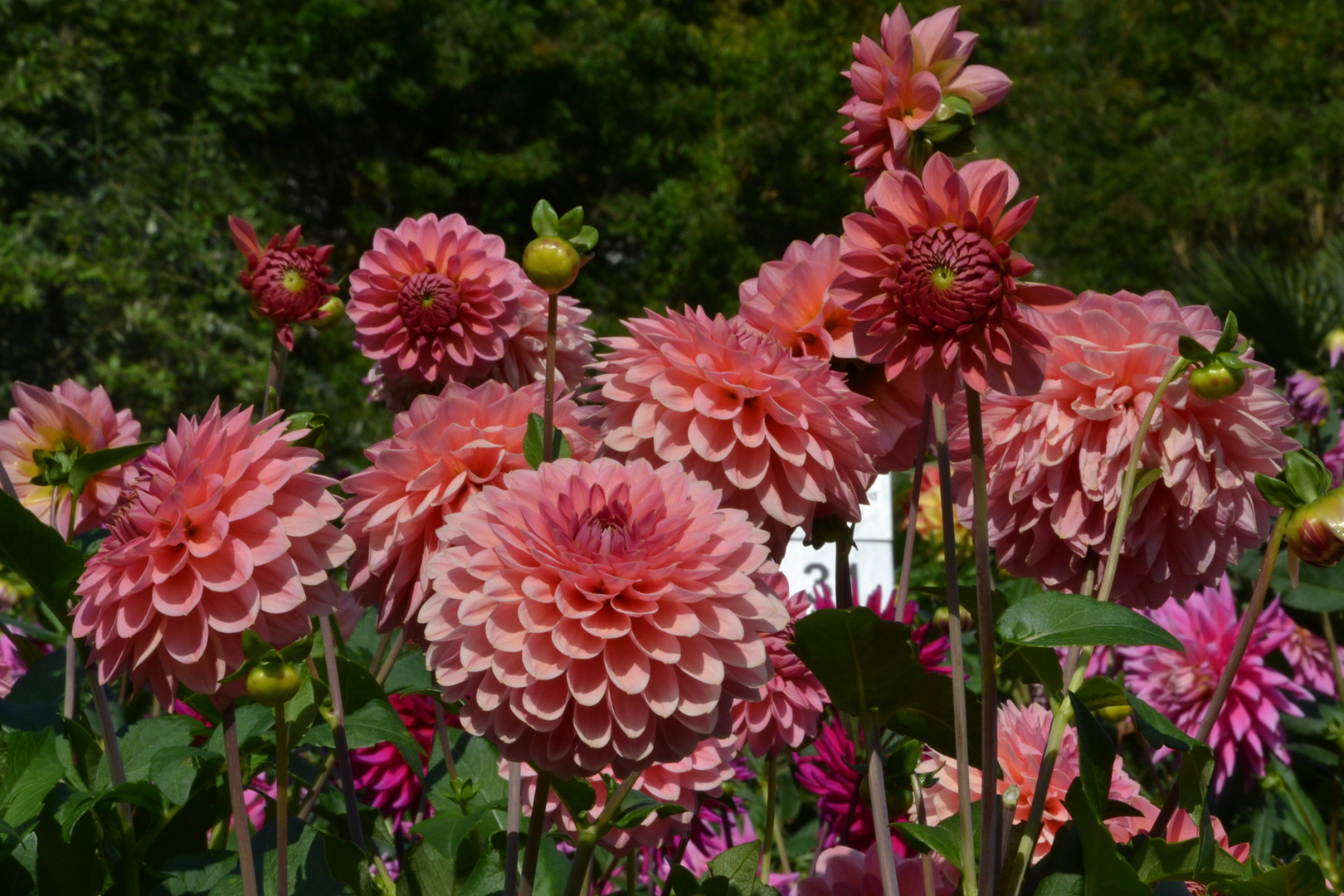 Herbst-Dahlien auf der Insel...