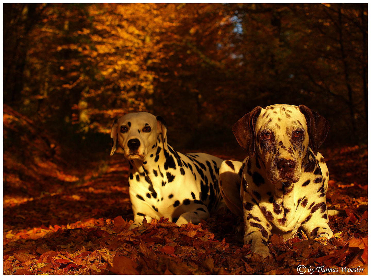 Herbst -Dalmis :)