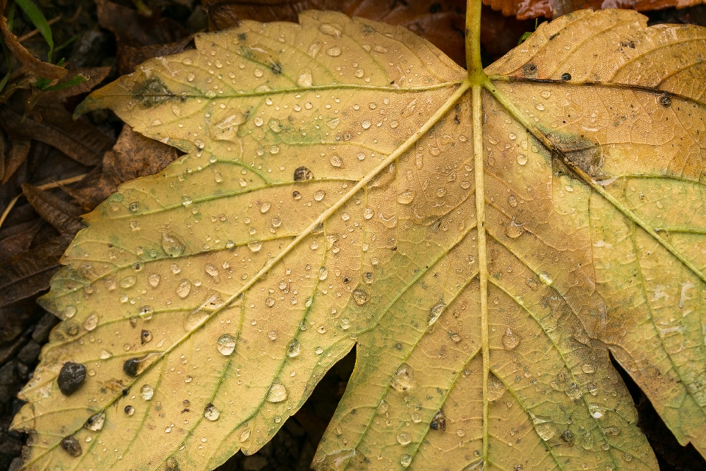 Herbst - das gelbe Blatt