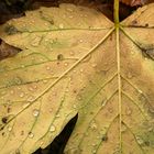 Herbst - das gelbe Blatt