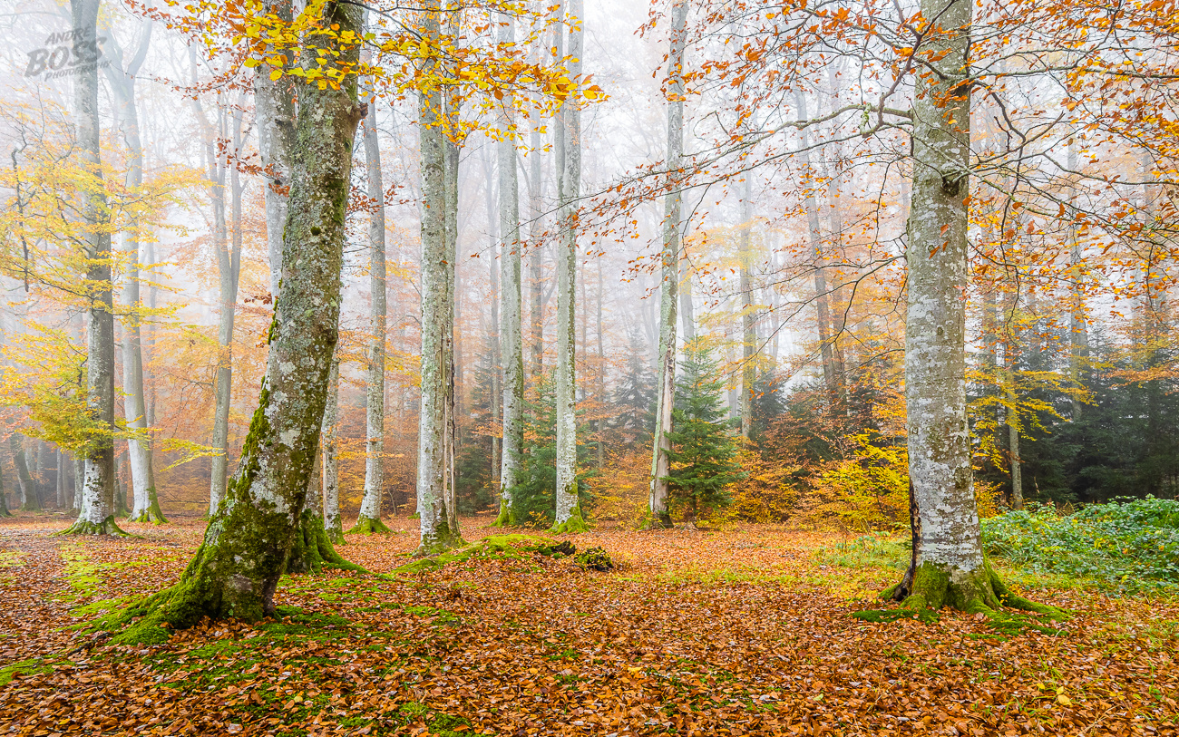 Herbst