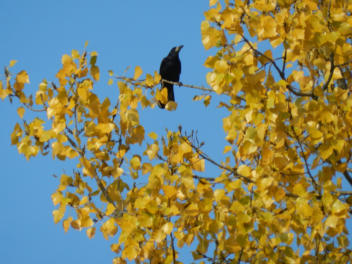 Herbst