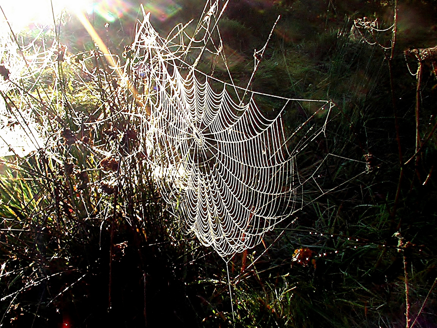 Herbst